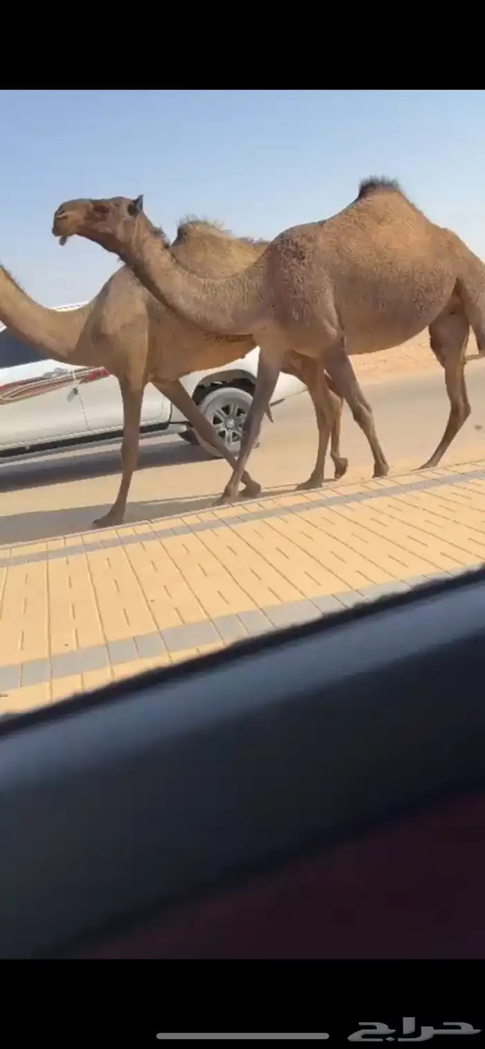 البل الصفر الكفو 1