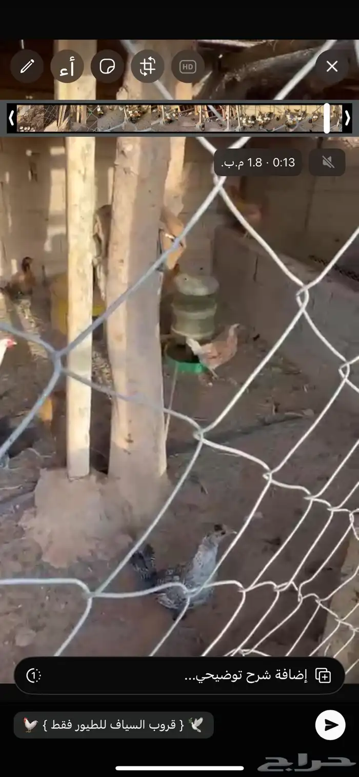 للبيع دجاج بلدي 1