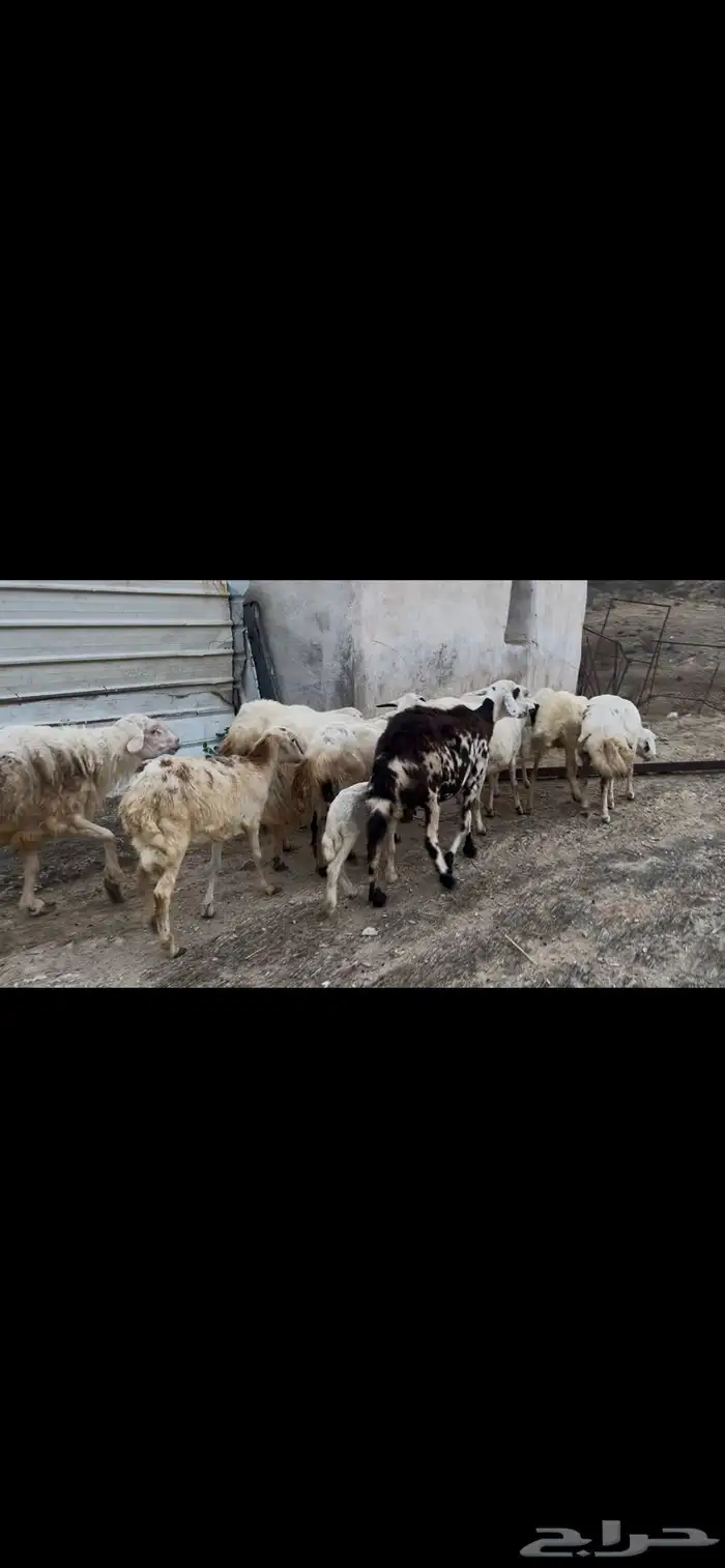 ضان مقاني بالفحل للبيع..تم البيع 7