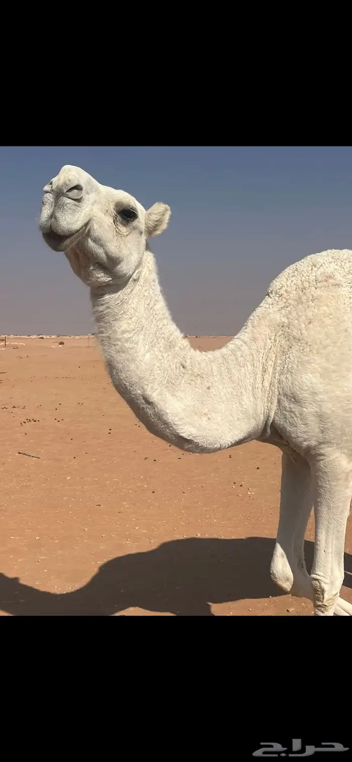 ضريبه وضحاء منتج 0