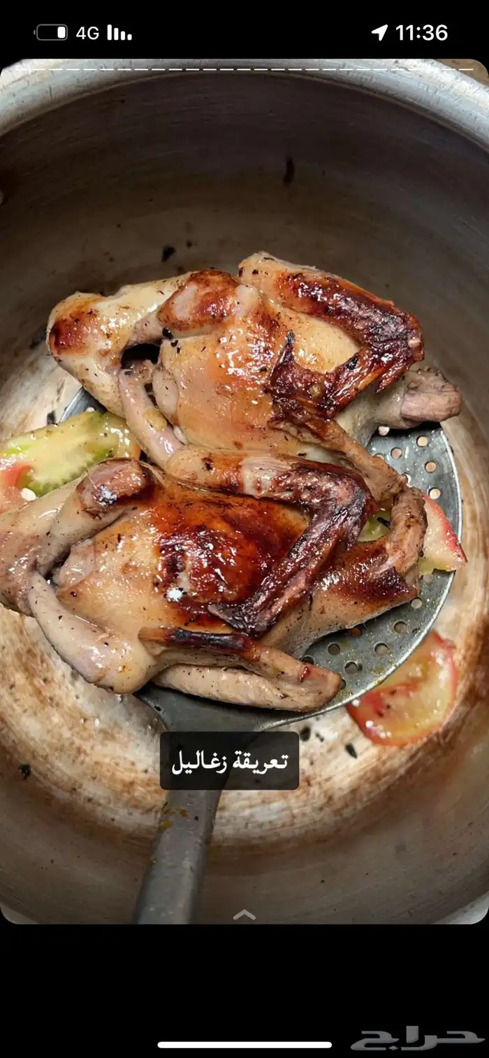 زغاليل وفروخ حمام فرنسي 7