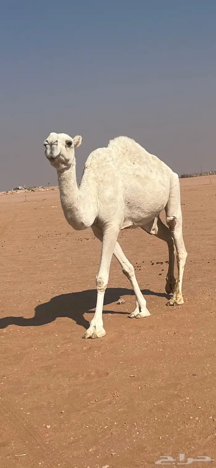 ضريبه وضحاء منتج 2