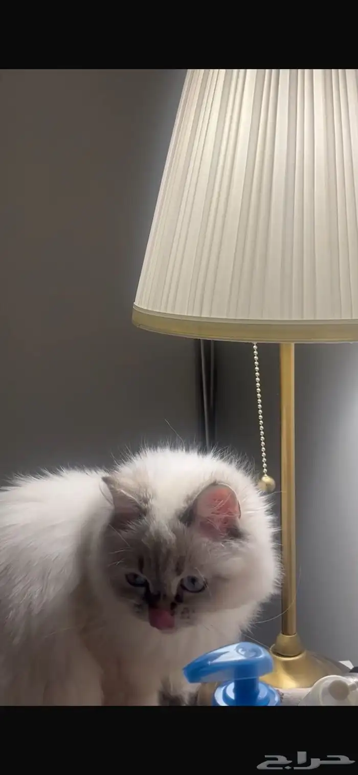 قطة هملايا معقمة للتبني بدون مقابل مادي ( الرياض) 3