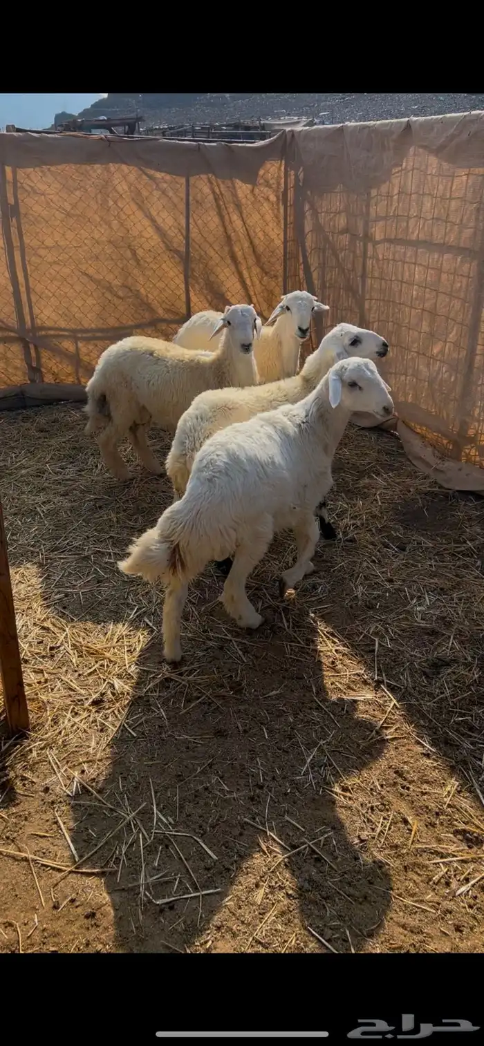 ذبايح طيبه ونضيفه وسعر طيب 0