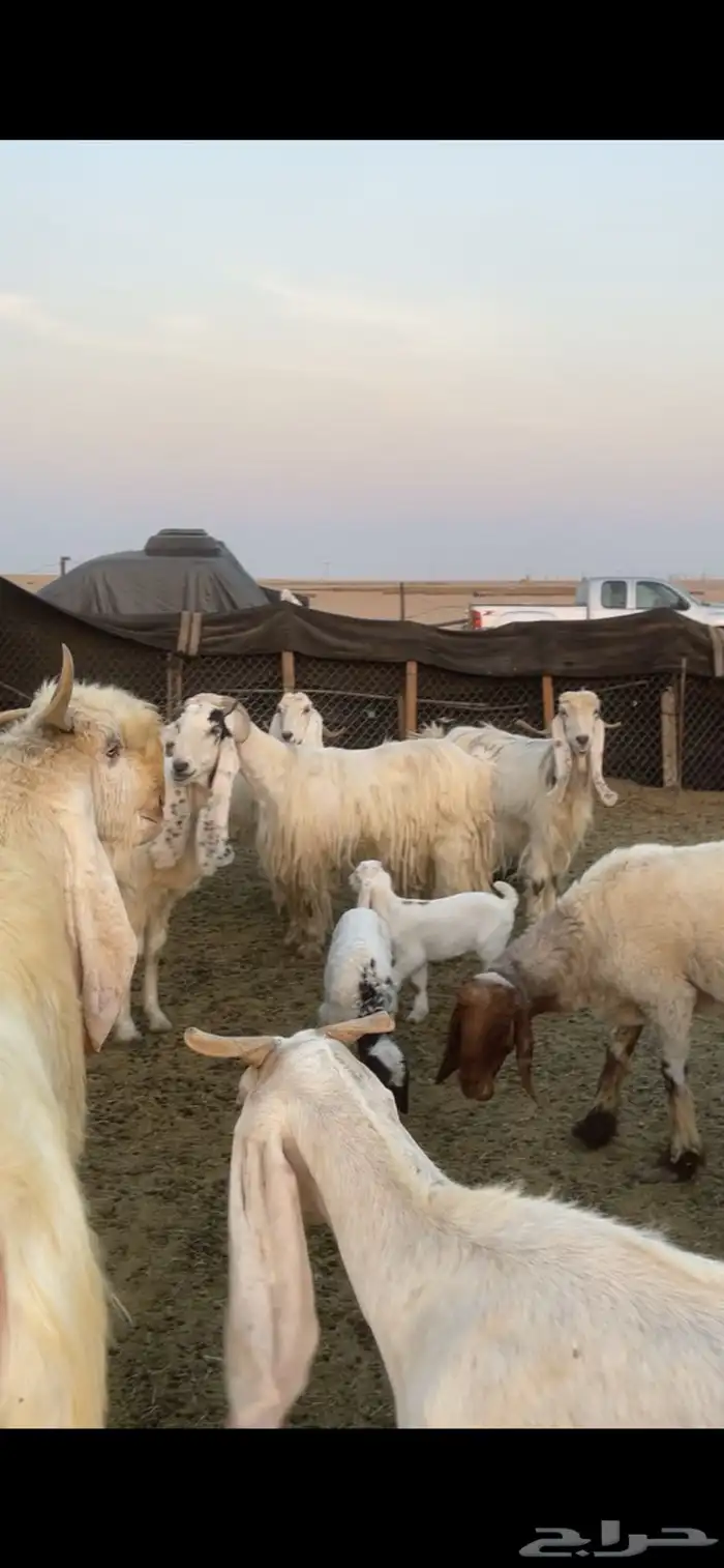 معزا عوارض صفر ومصريات بفحولها رغايث ودفيع وضريع 42