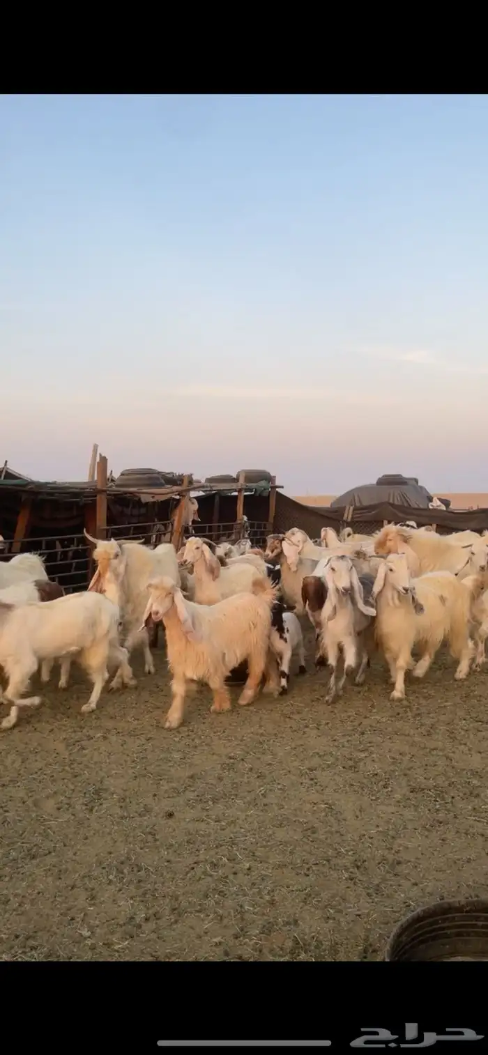 معزا عوارض صفر ومصريات بفحولها رغايث ودفيع وضريع 3