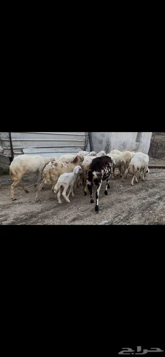 ضان مقاني بالفحل للبيع..تم البيع 6