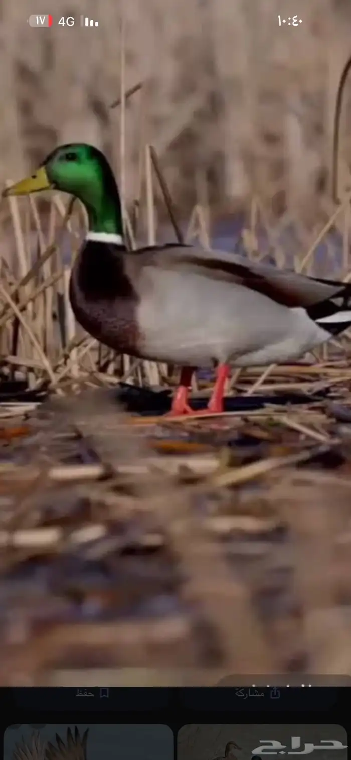 بط بري خضيري ذكور طيار 1