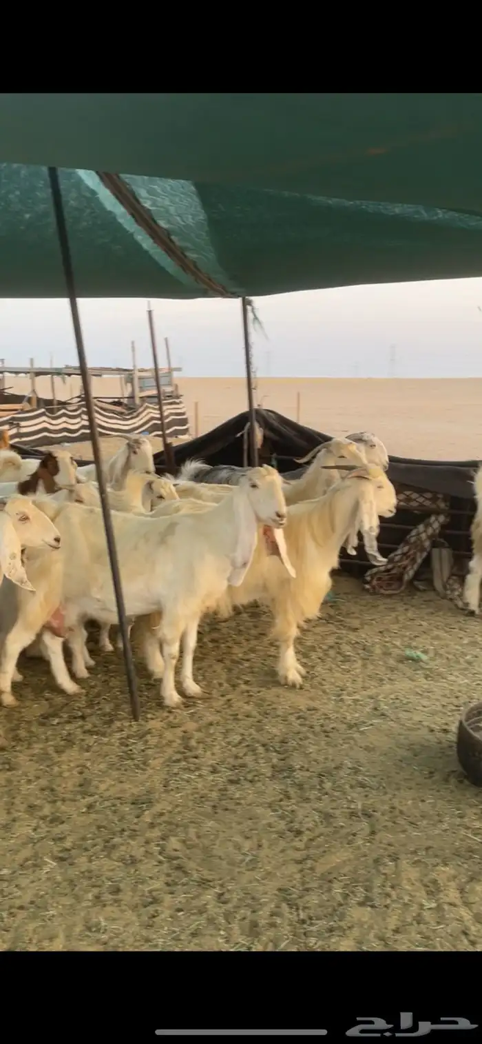 معزا عوارض صفر ومصريات بفحولها رغايث ودفيع وضريع 35