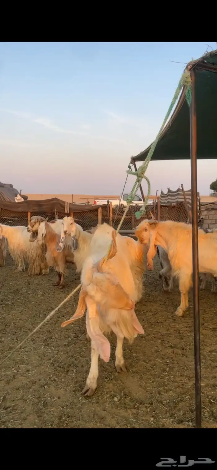 معزا عوارض صفر ومصريات بفحولها رغايث ودفيع وضريع 15