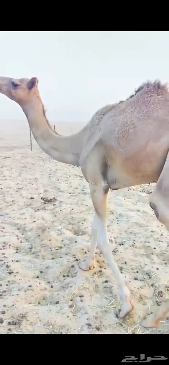 للبيع هجن الهجن سبوق الحقه 3