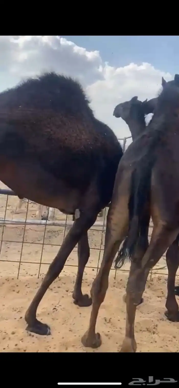 قعدان للبيع 1