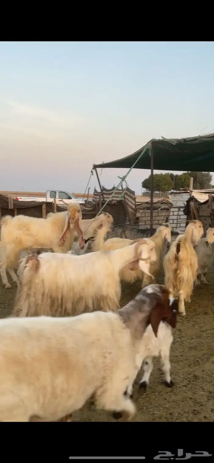 معزا عوارض صفر ومصريات بفحولها رغايث ودفيع وضريع 5