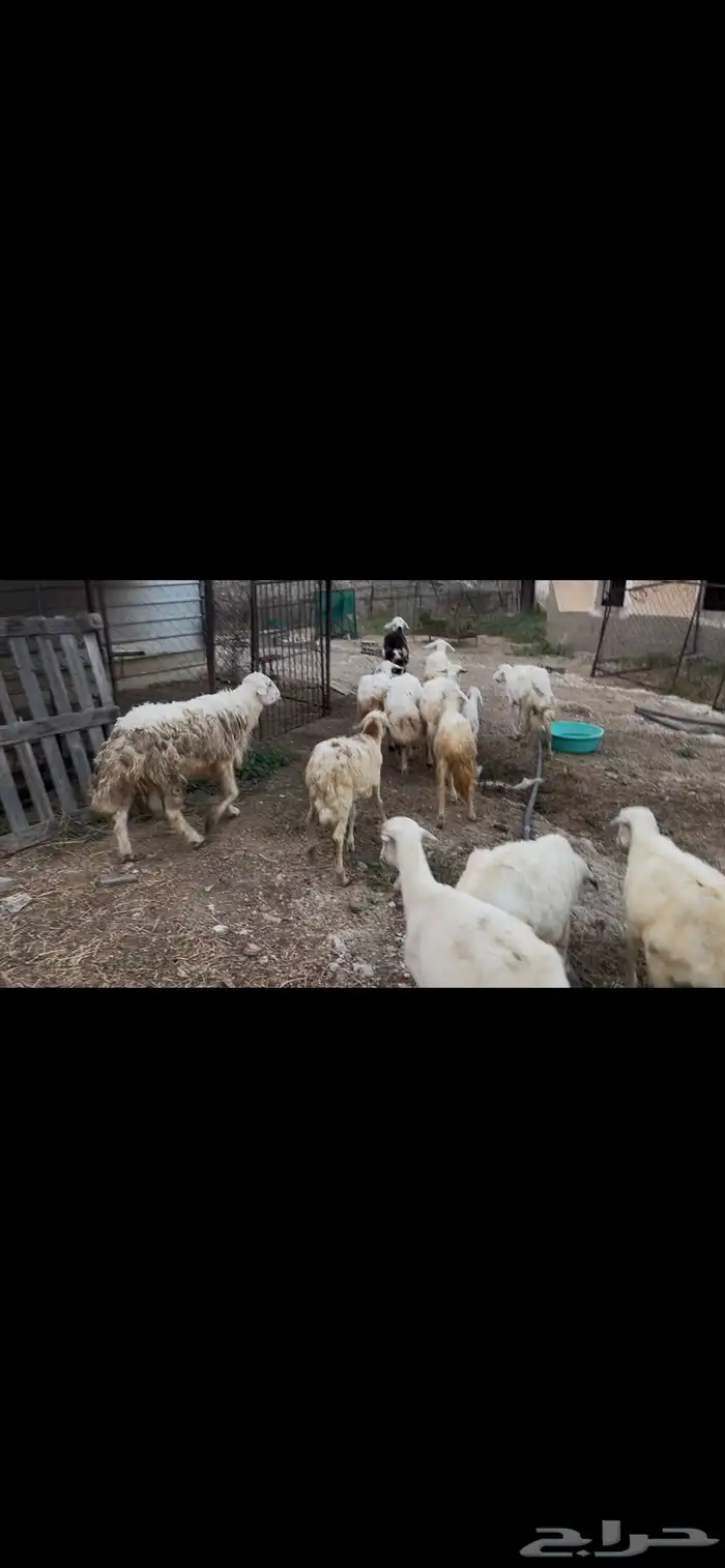 ضان مقاني بالفحل للبيع..تم البيع 0