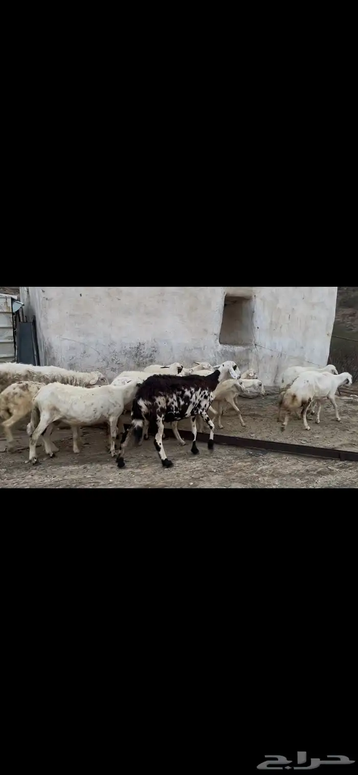 ضان مقاني بالفحل للبيع..تم البيع 2