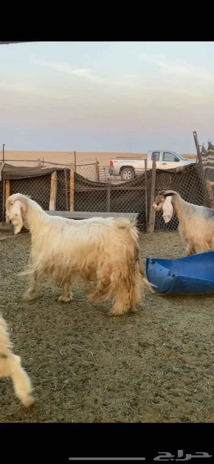 معزا عوارض صفر ومصريات بفحولها رغايث ودفيع وضريع 26