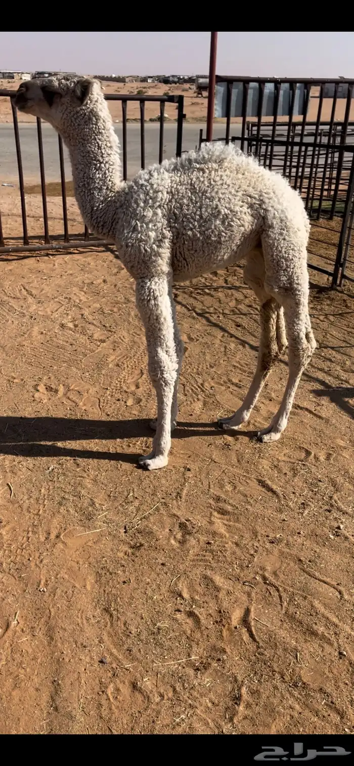 للبيع حوار ضيار 1