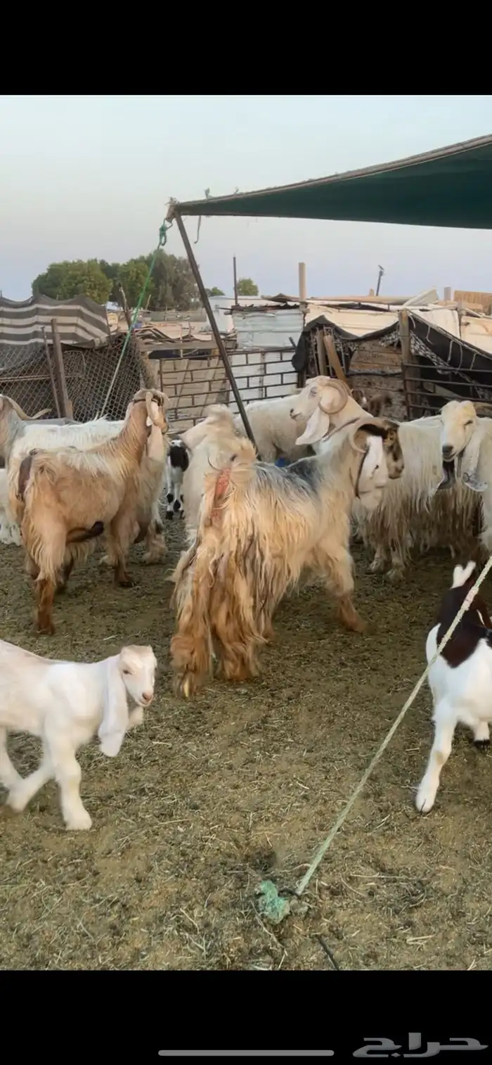 معزا عوارض صفر ومصريات بفحولها رغايث ودفيع وضريع 32