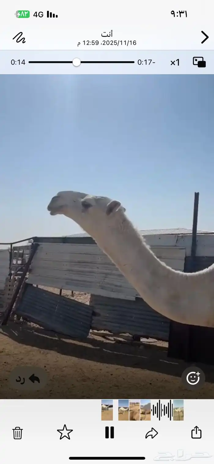 قعود داخل حق للبيع 1