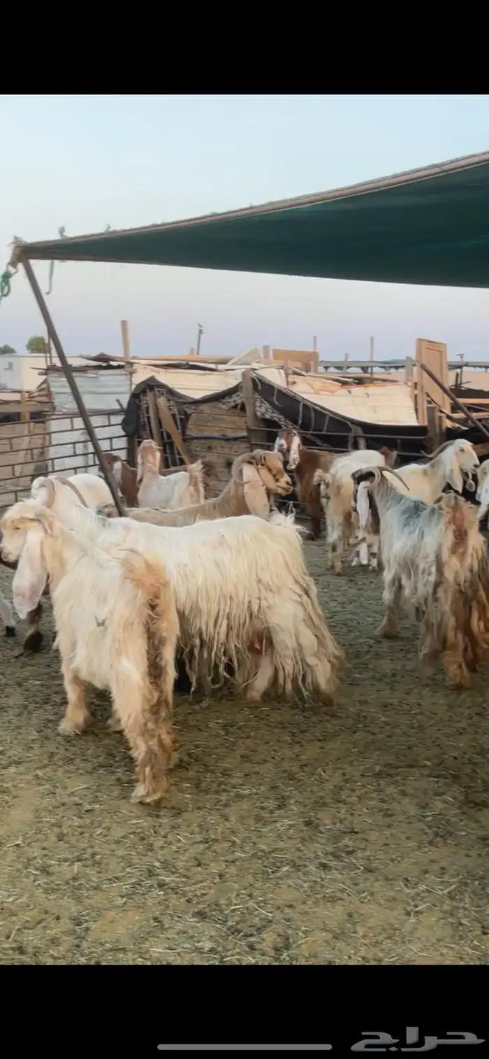 معزا عوارض صفر ومصريات بفحولها رغايث ودفيع وضريع 31