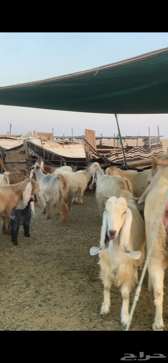 معزا عوارض صفر ومصريات بفحولها رغايث ودفيع وضريع 30