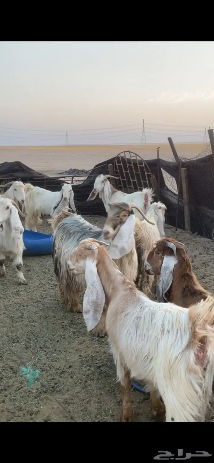 معزا عوارض صفر ومصريات بفحولها رغايث ودفيع وضريع 44