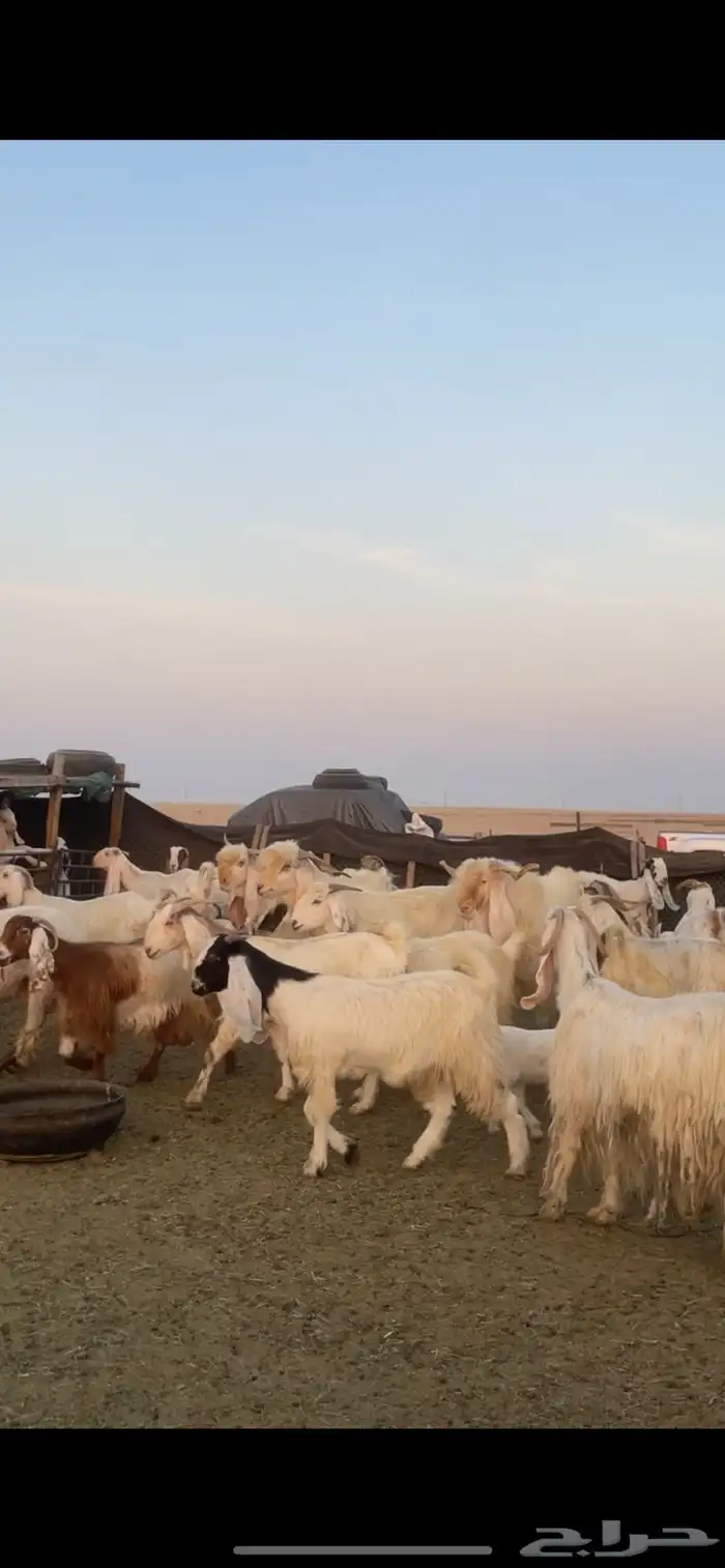 معزا عوارض صفر ومصريات بفحولها رغايث ودفيع وضريع 22