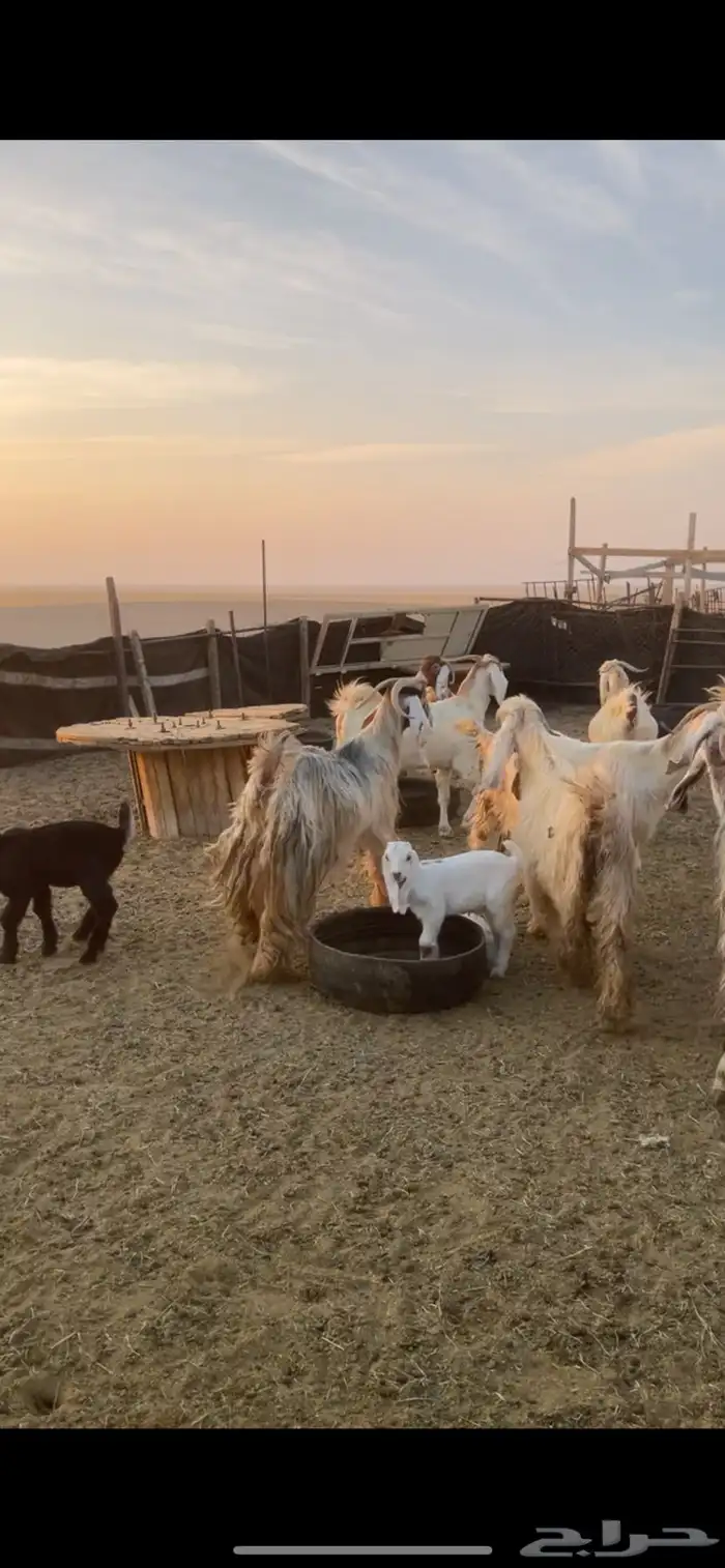 معزا عوارض صفر ومصريات بفحولها رغايث ودفيع وضريع 14