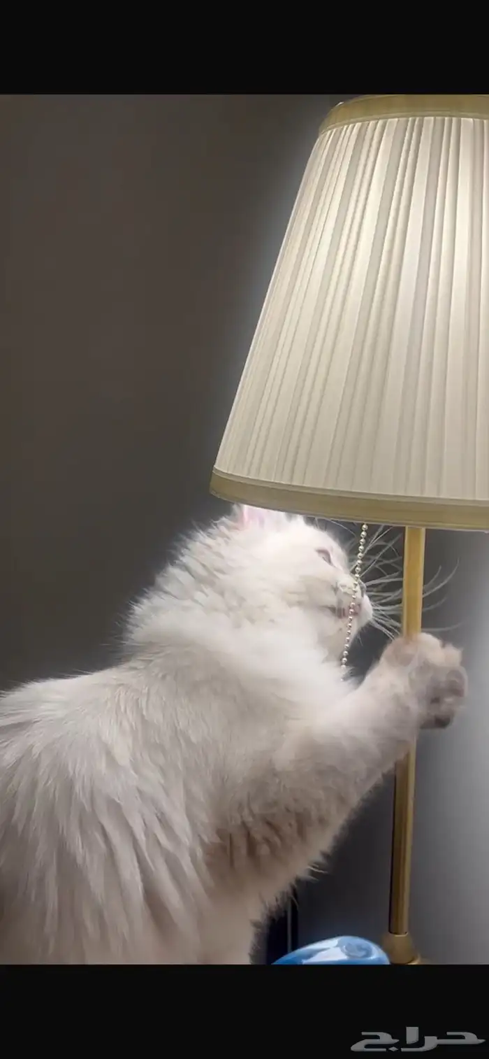 قطة هملايا معقمة للتبني بدون مقابل مادي ( الرياض) 4