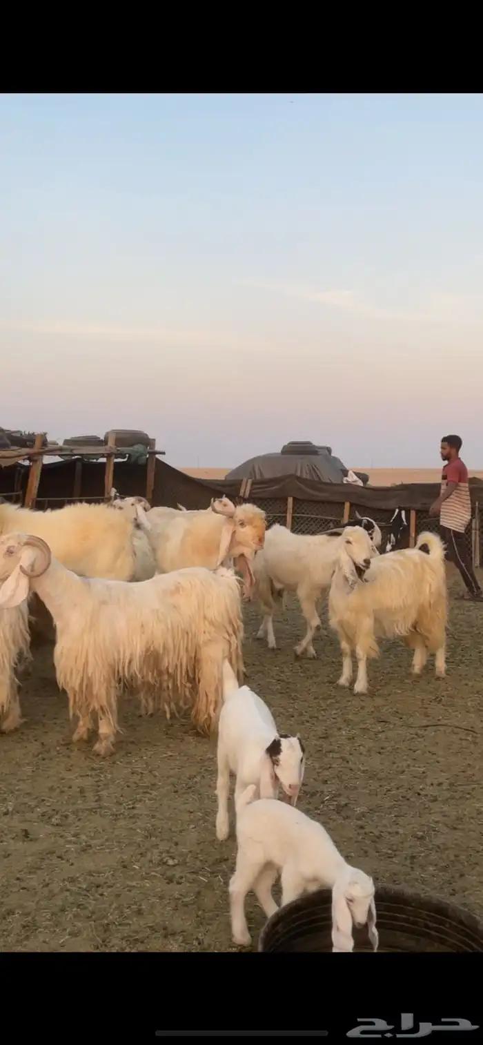 معزا عوارض صفر ومصريات بفحولها رغايث ودفيع وضريع 1