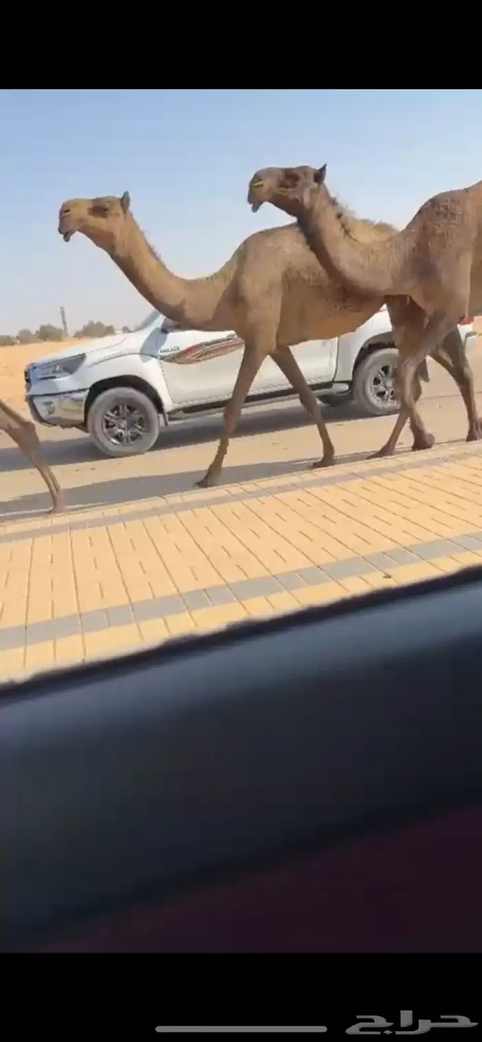 البل الصفر الكفو 0