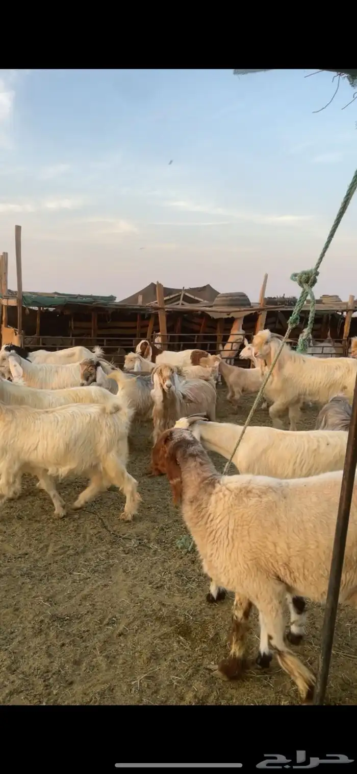 معزا عوارض صفر ومصريات بفحولها رغايث ودفيع وضريع 12