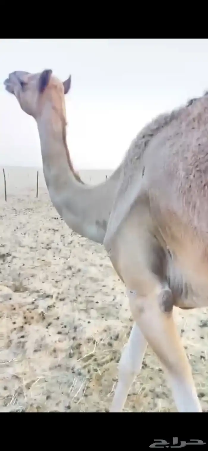 للبيع هجن الهجن سبوق الحقه 1