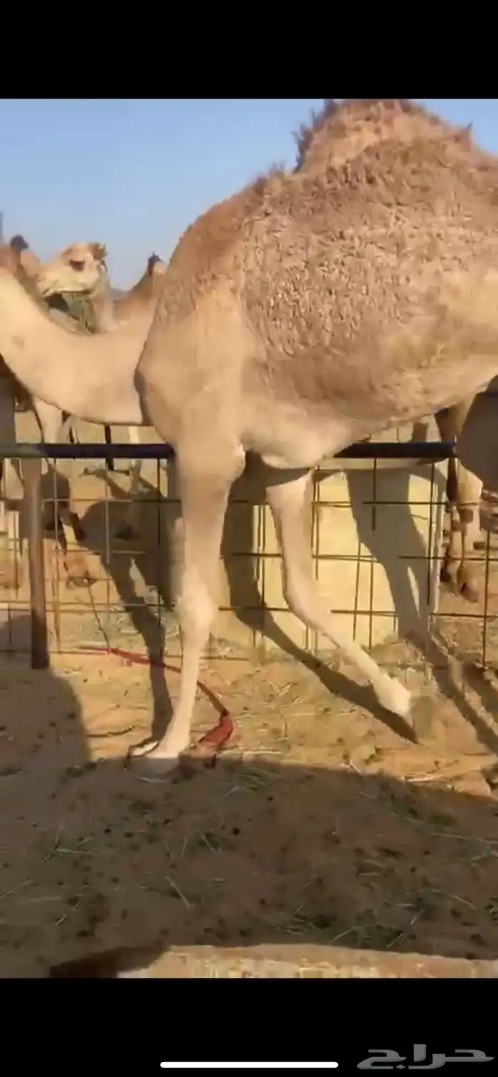 قعدان للبيع 2