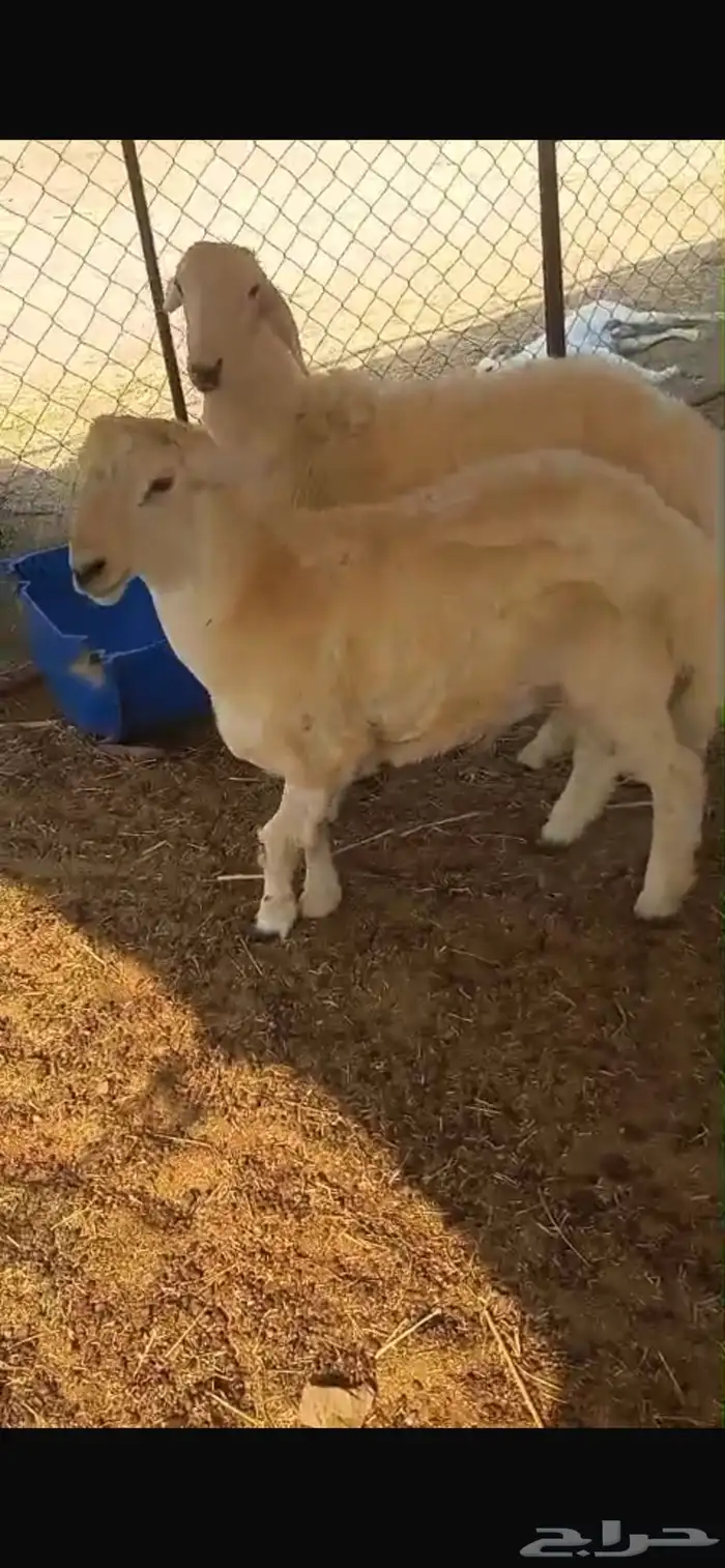 طليان فوق 6 شهور 1