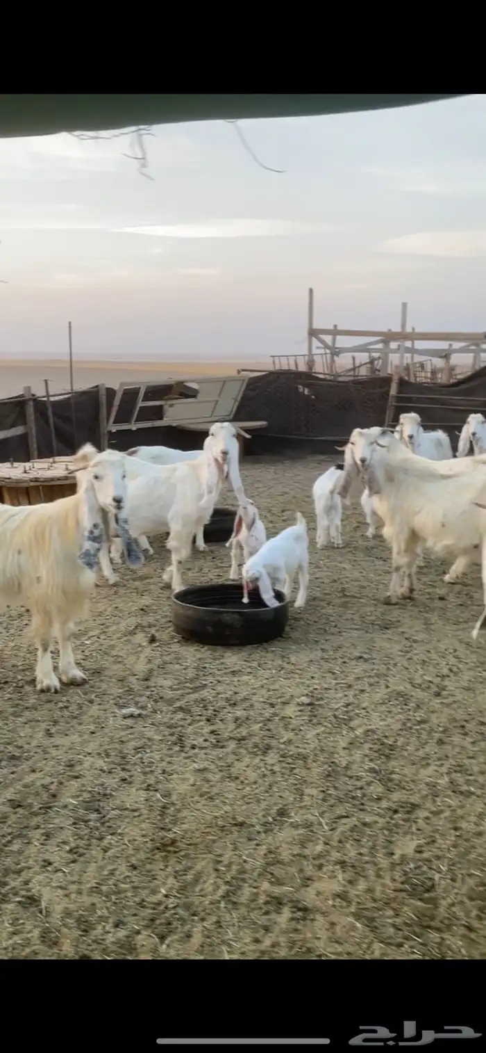 معزا عوارض صفر ومصريات بفحولها رغايث ودفيع وضريع 40