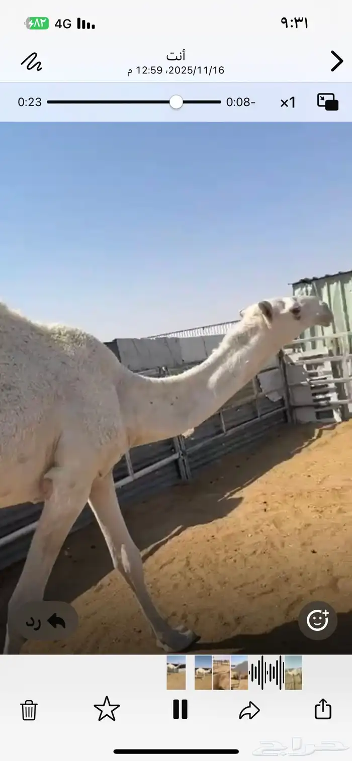 قعود داخل حق للبيع 0