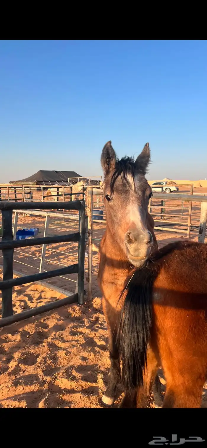 مهره شعبيه 2