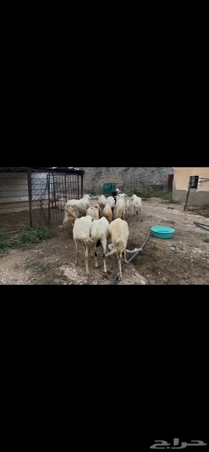 ضان مقاني بالفحل للبيع..تم البيع 8