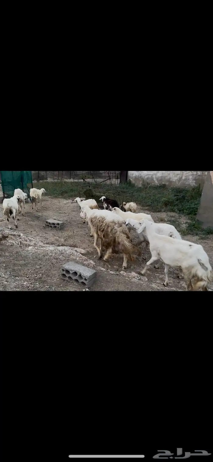 ضان مقاني بالفحل للبيع..تم البيع 5