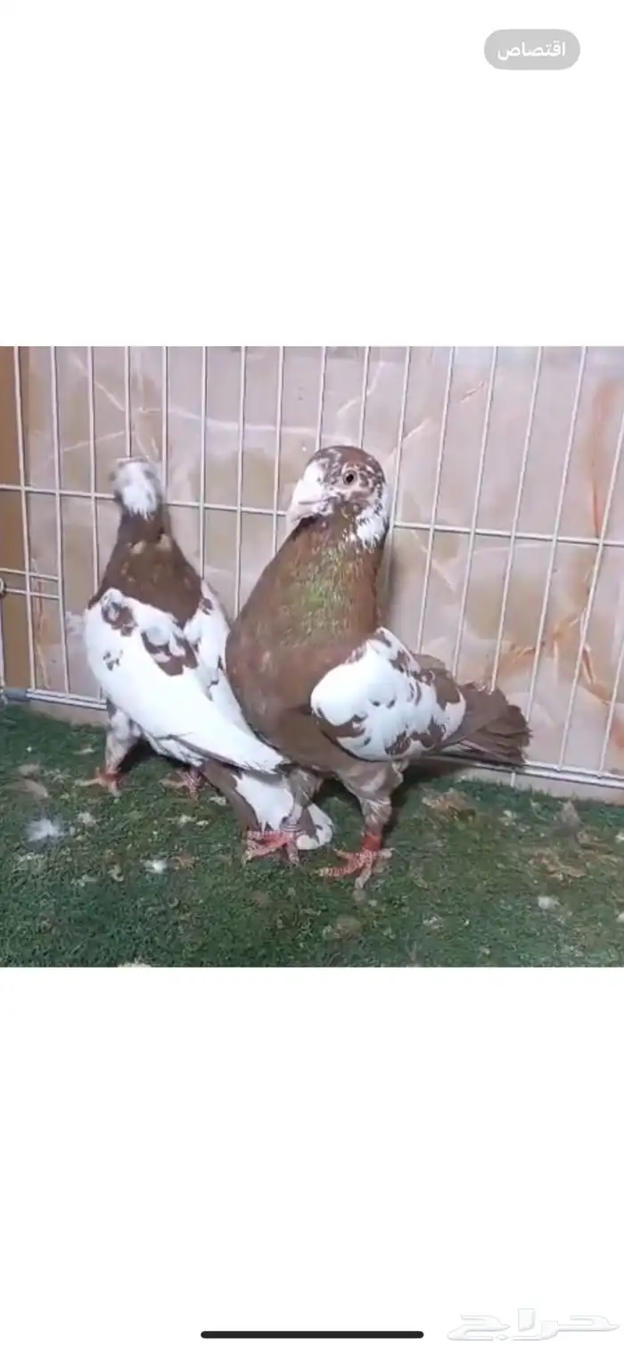 زاجل كارل مليمينز 1