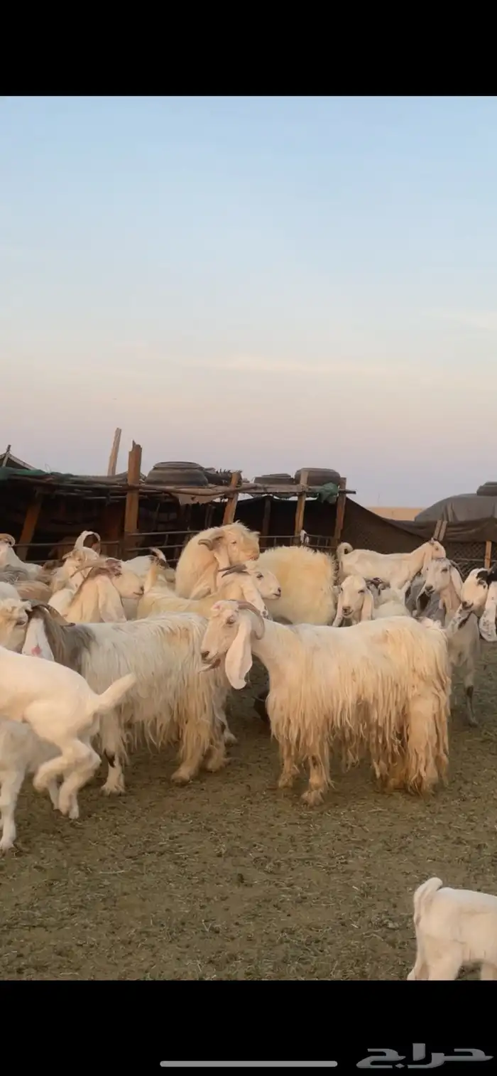 معزا عوارض صفر ومصريات بفحولها رغايث ودفيع وضريع 21