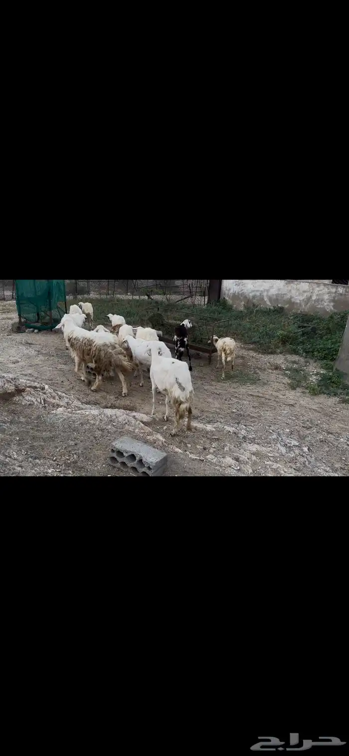 ضان مقاني بالفحل للبيع..تم البيع 3