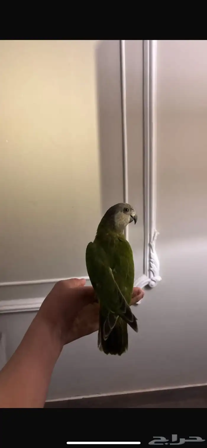 ببغاء اسنغالي اليف وهدد نشبه ومتكلم واليف حمامه تم البيع 0