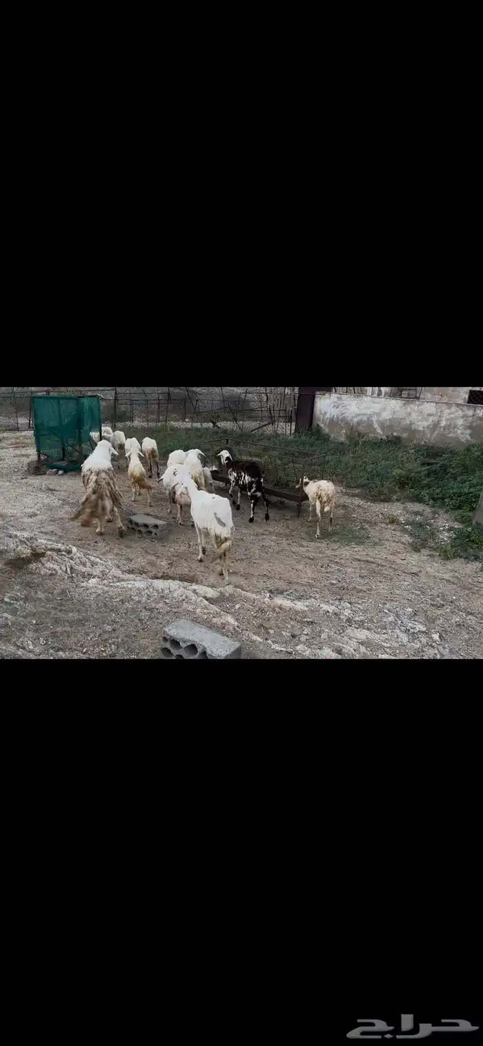 ضان مقاني بالفحل للبيع..تم البيع 4