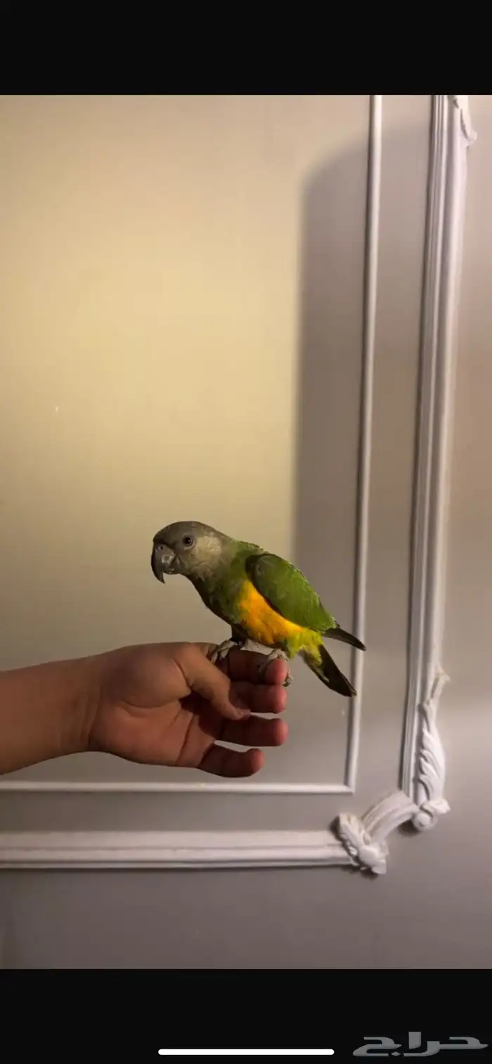 ببغاء اسنغالي اليف وهدد نشبه ومتكلم واليف حمامه تم البيع 1