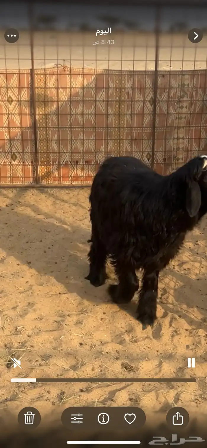 طلي ذبيحة مقفل طرف وظهر 0