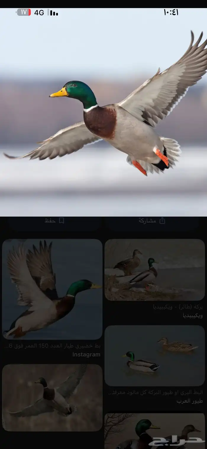 بط بري خضيري ذكور طيار 0