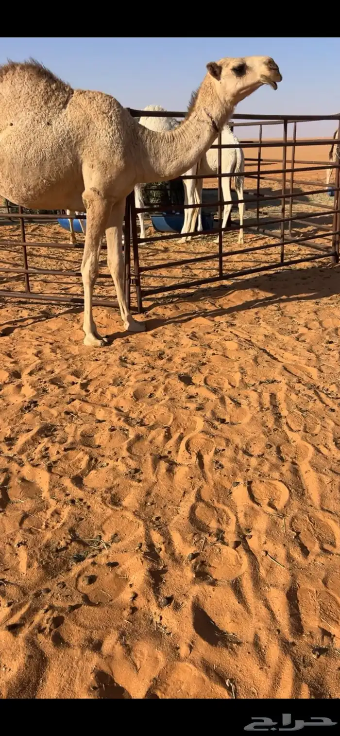 بكره شقحاء 2