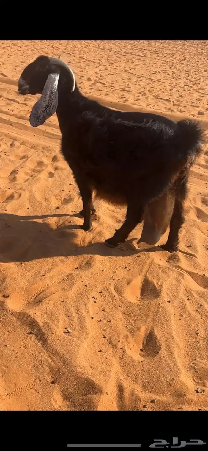 عارضيه حاصب 1